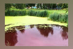 Нижегородское минэкологии решает вопрос о необходимости забора проб воды в изменившем цвет болоте в селе Красное