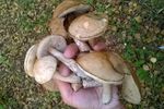 Первые весенние грибы появились в Нижегородской области