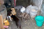 40 больных кошек жили в заброшенном сарае в Арзамасском районе
