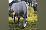 Похитителя лошадей ищут в Нижегородской области