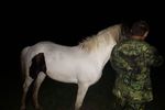 В Арзамасе полицейские раскрыли кражу трех лошадей
