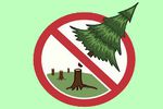 В арзамасской полиции предупреждают: за елки будут наказывать