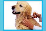В микрорайоне «Кирилловский» 15-17 июля пройдет бесплатная вакцинация домашних животных