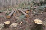 В Нижегородской области утвержден новый план по борьбе с вырубкой леса