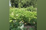 Зараженный картофель выявили на двух участках в Арзамасском районе