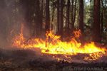 Запрет на посещение лесов сохраняется в 12 районах Нижегородской области