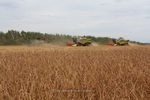 Более миллиона тонн зерна намолочено в Нижегородской области к началу сентября