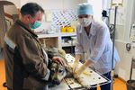 Нижегородским ветеринарам готовы платить в среднем 46 000 рублей