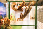 Организаторов выставки животных в Арзамасе оштрафовали за нарушения