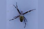 Необычного паука-осу обнаружили в Арзамасе