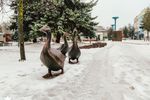 14 гусей поселились на Литературном перекрестке в Арзамасе (фото)