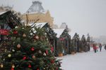 Пункты утилизации новогодних елей открылись в Нижнем Новгороде и области