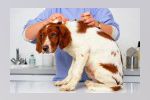 В микрорайоне «Кирилловский» 26 и 27 мая ветеринары проведут бесплатную вакцинацию домашних животных